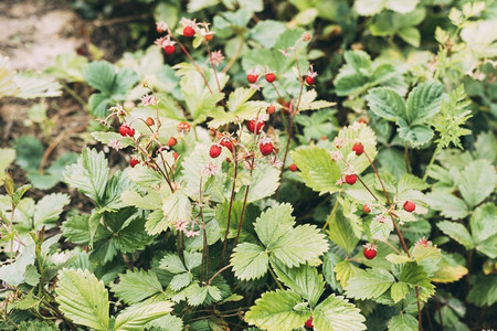 荒野种植草莓水果白色的图片
