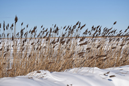 一种冬季被雪覆盖的寒海岸所淹没沼泽天空冰高清图片素材