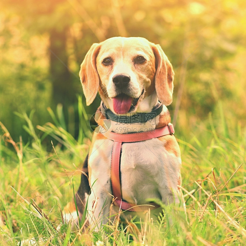 可爱的比格尔草地上一只狗的美丽镜头犬类一种图片