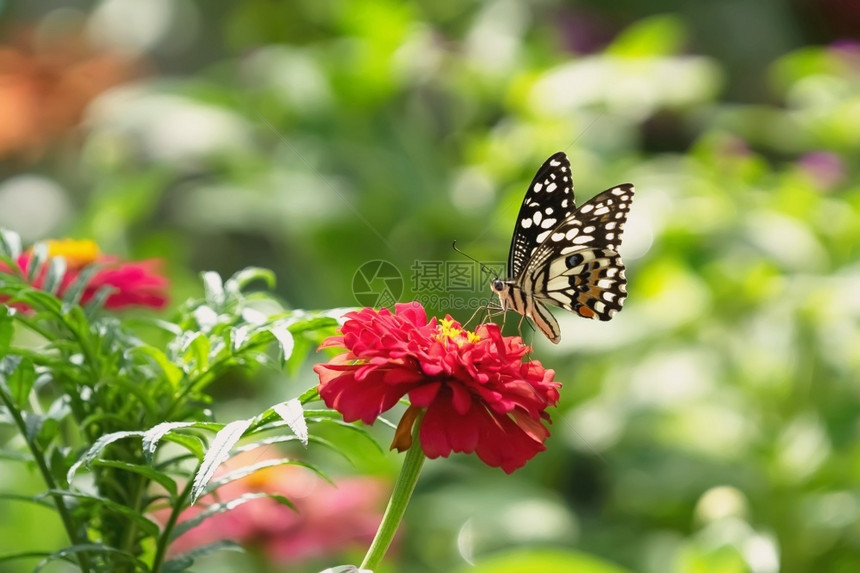 象征花园蝴蝶有朵和阳光形象的图片