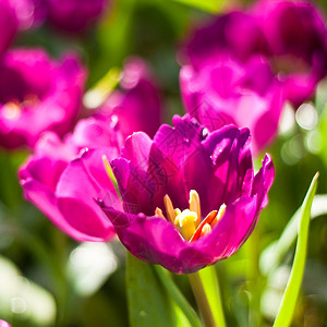 紫色郁金香花朵郁金香花团锦簇背景