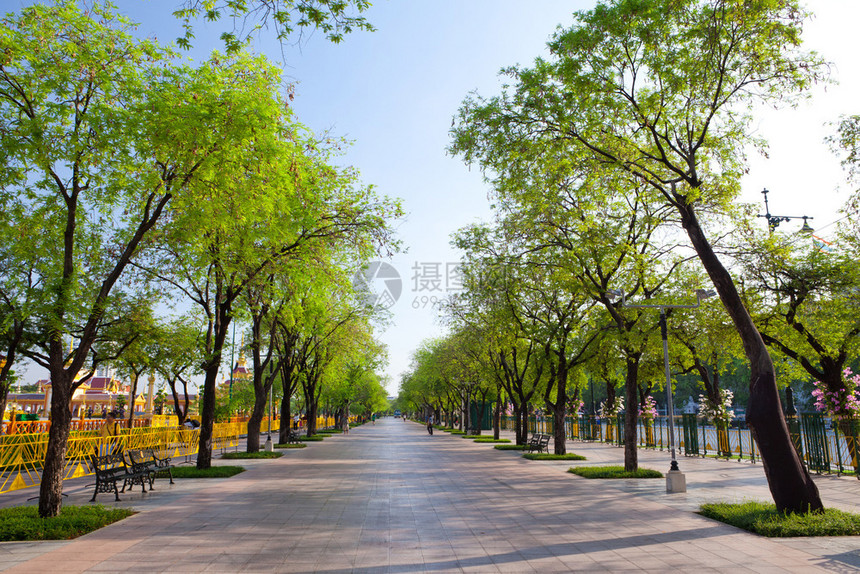 大街乡村的树木泰国曼谷美丽的夏日避暑树边图片