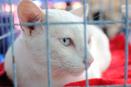 脸柔软的牛奶笼子里猫图片