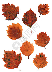秋季植物叶子图片