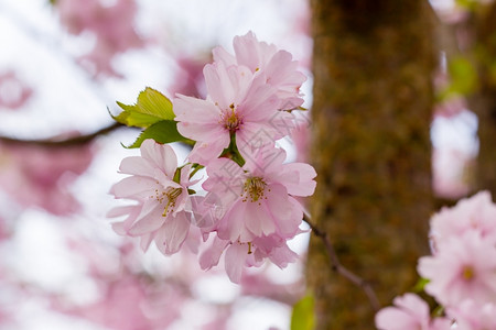 粉红樱花开园的樱亚洲商业农村图片