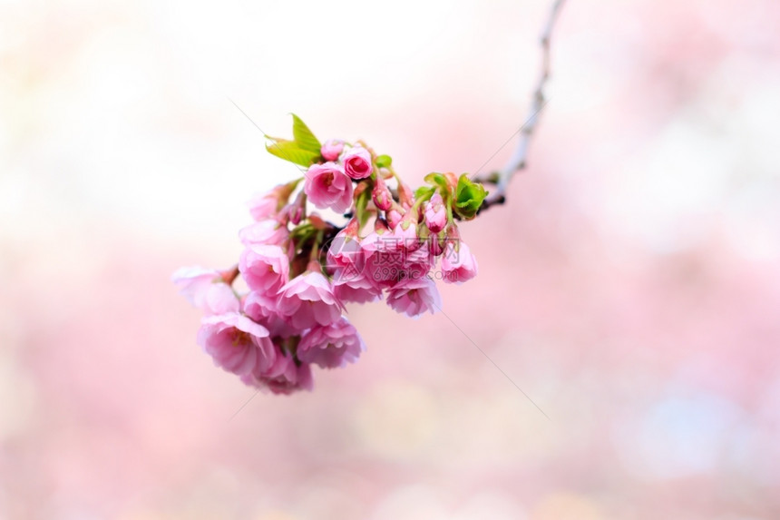 植物粉红樱花开园的樱春天漂亮的图片