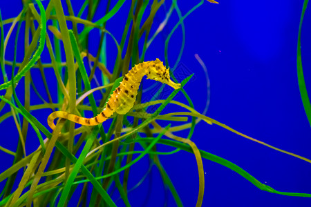 紫苏草在热带水族馆的一些草上挂着黄海马悬在热带水库中一些草上明亮的地中海动物背景