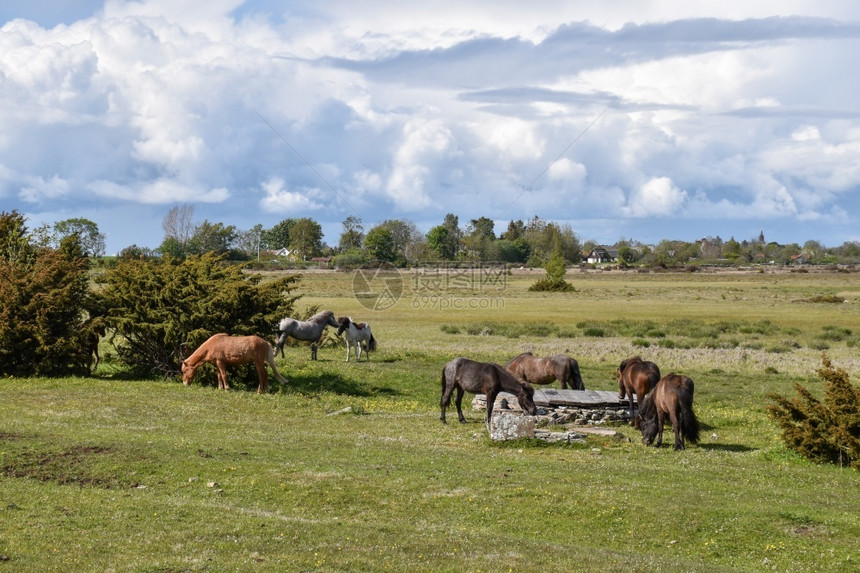 景观比亚南部在瑞典奥兰岛的草原上放牧群和马匹图片