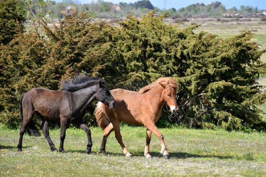 两匹马在草地上骑着两匹马在瑞典的奥兰岛自然世界牧场图片