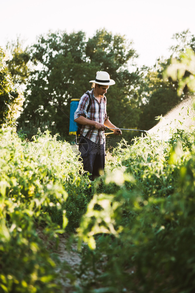 施肥青年农民喷洒有机肥料身戴旧帽子和格衬衫的人工水泵罐有毒的保护图片