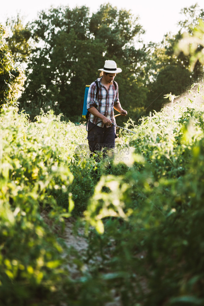 青年农民喷洒有机肥料身戴旧帽子和格衬衫的人工水泵罐年轻的自然图片
