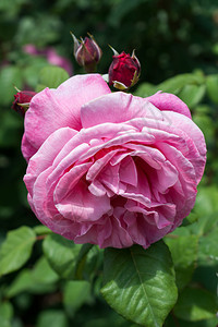 在花园自然背景中盛开的美丽多彩玫瑰开花植物浪漫图片