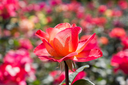 艺术在花园自然背景中盛开的美丽多彩玫瑰情人节春天图片