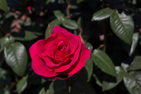 在花园自然背景中盛开的美丽多彩玫瑰红润情人节芽图片