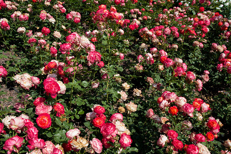 甜的花瓣盛开朵背景的美丽多彩玫瑰开花图片