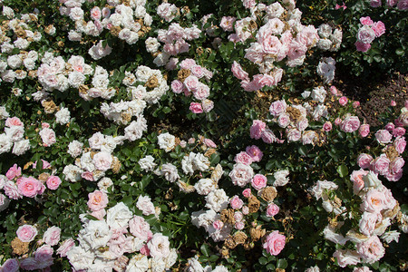 花朵背景的美丽多彩玫瑰开花浪漫公园心图片