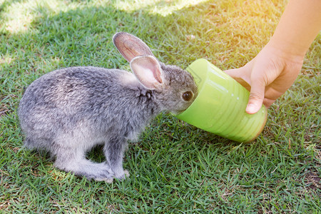 公园孩子给兔子喂食图片