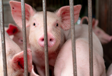 猪肉新生农场里可爱的小猪快乐健康的小猪畜牧业肉类行动物市场非洲猪瘟和流感概念养哺乳动物圈里的粉红小单元背景