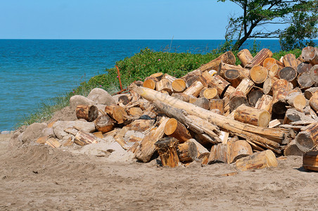 林业变暖在海岸伐木砍森林树木森林树木在海岸老的图片