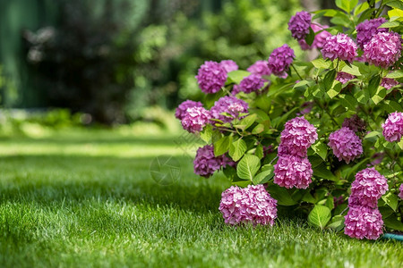 紫色园艺花里的绣球自然园艺里的绣球霍滕西亚香气图片