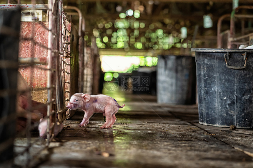 工人行业生长猪养殖场动物和猪业新生图片
