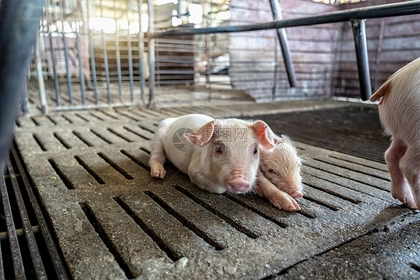 养猪场殖动物和猪业新生年轻的亚洲图片