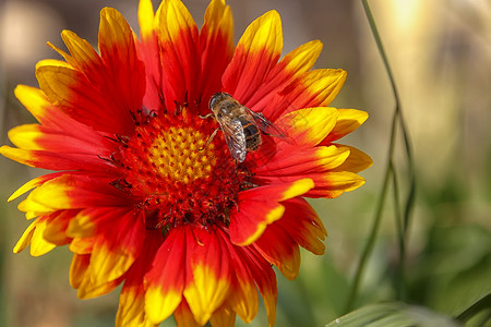 一朵花色花叶子春时多彩的蜜蜂贴近花授粉一朵明红花色的荒野背景