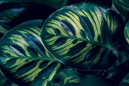复古的抽象深色热带花朵上彩的热带叶花其颜色为深热带树叶黑暗的图片