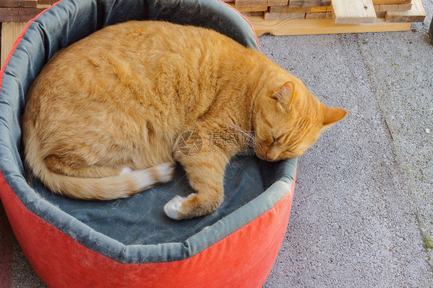 动物红猫睡在他的沙发上橙色猫蜷缩在一个球里橙色的猫蜷缩在一个球里红猫睡在他的沙发上毛皮清算图片