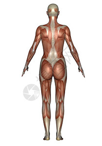 肩膀力量女在白色背景中被孤立的现实女背肌肉部骨骼女肌肉3D实际的图片