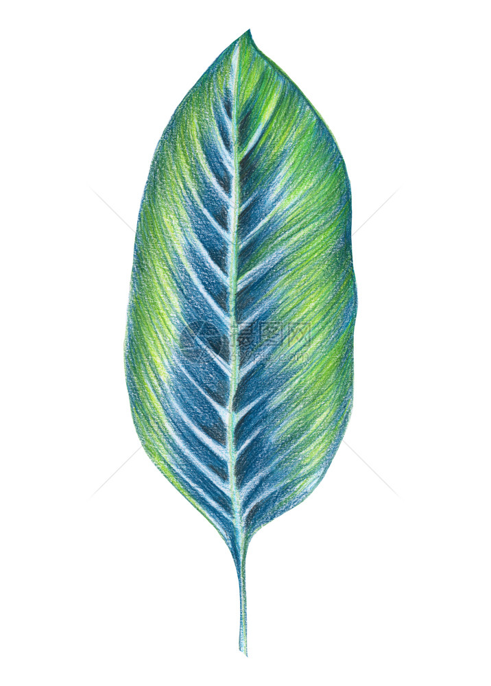 用水彩铅笔染色的手绘画剪切外来植物热带素描夏天图片