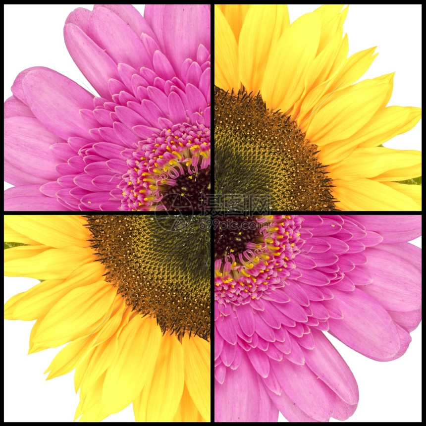 核心粉红色Gerbera和黄色向日葵在方形框中的拼凑新鲜种子图片
