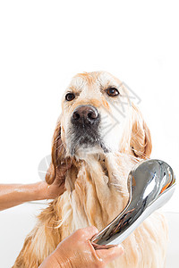 烘干一只用肥皂和水洗澡的狗寻回犬淋浴图片