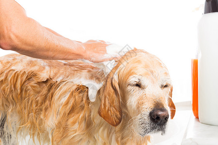 一只用肥皂和水洗澡的狗英俊卫生湿图片