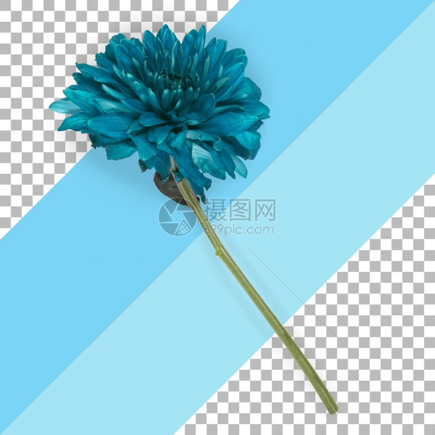 叶子新鲜的顶端视图孤立蓝色花朵边界图片