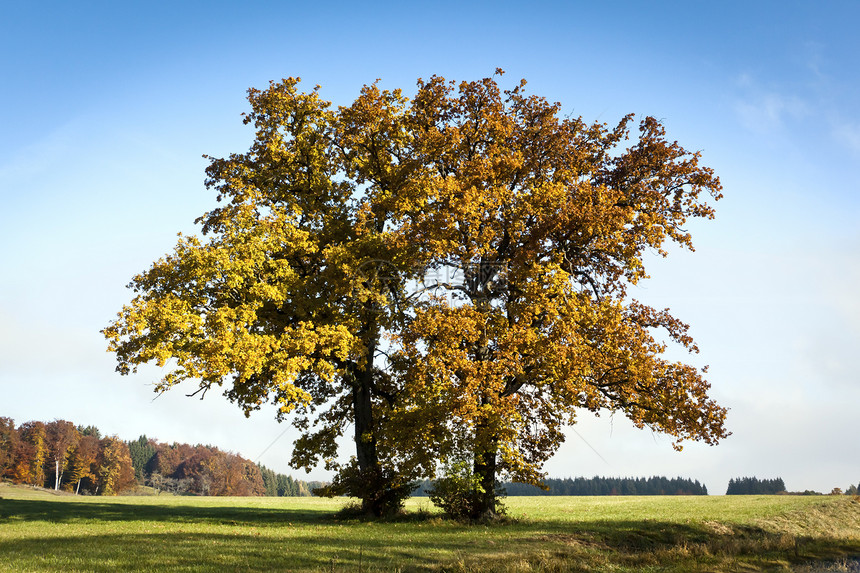 秋季草原上的树木图片