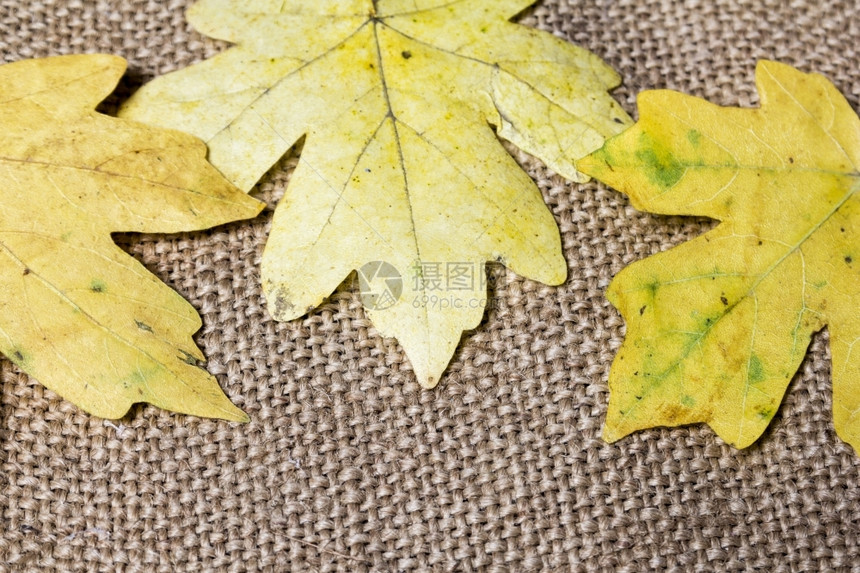 黄色和橙的画布上被撕开时一片山坡上的树叶束黑森州子图片