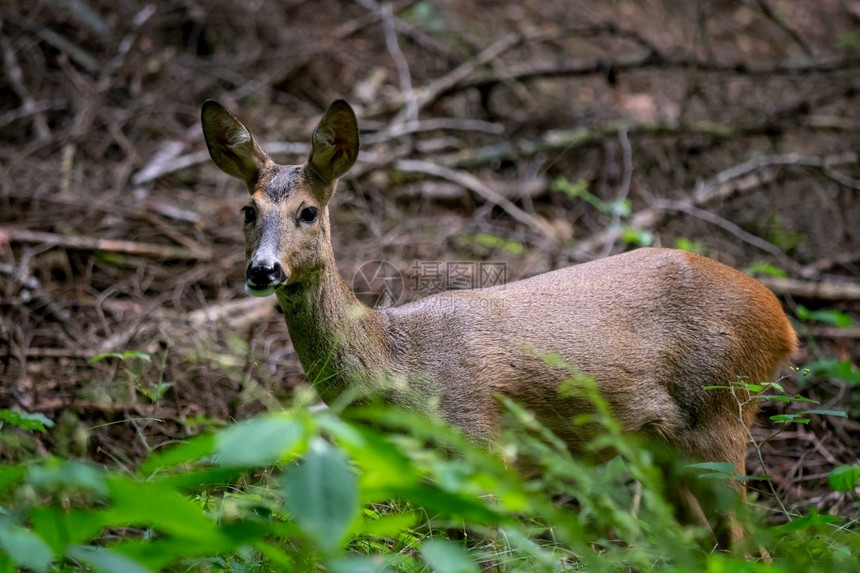 户外狒森林中的鹿卡普雷奥勒斯角驯鹿肖像图片