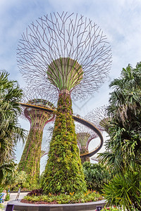 尽在眼中泰国地标花关闭新加坡最受游客欢迎的植物园空中观光景象在新加坡旅游者们眼中背景