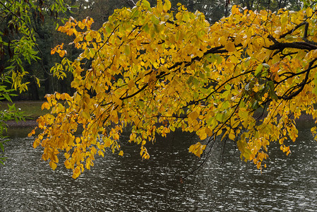 秋季黄色枫叶风光图片