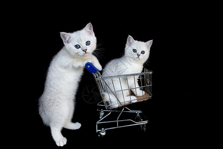 猫咪推着购物车图片