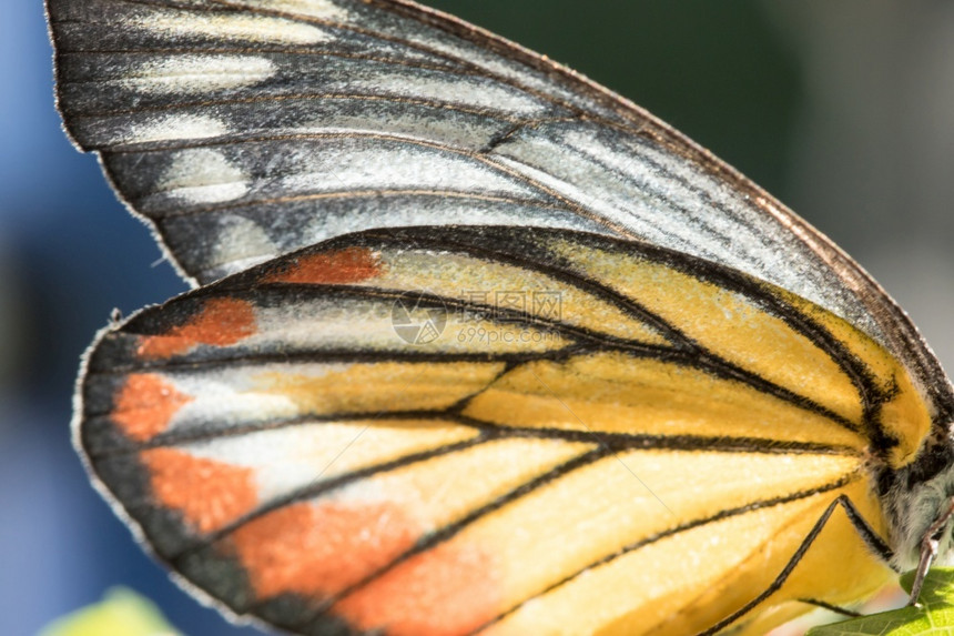 黑色的橙壳蝴蝶翼是黄色和白的宏观质地森林图片
