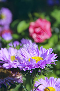 紫色美丽的菀在秋季花园中绽放美丽的花朵在园中绽放紫色美丽的菀在秋季花园中绽放植物群紫苑树叶公园高清图片素材