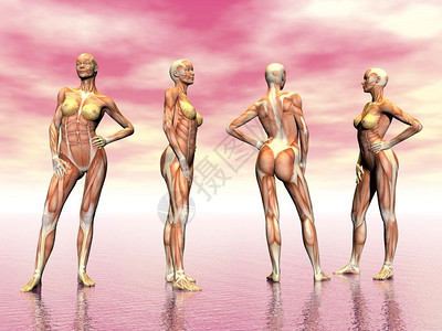 肌肉组织从四个观点看现实的女肌肉在粉红背景女肌肉3D制成插图腿图片
