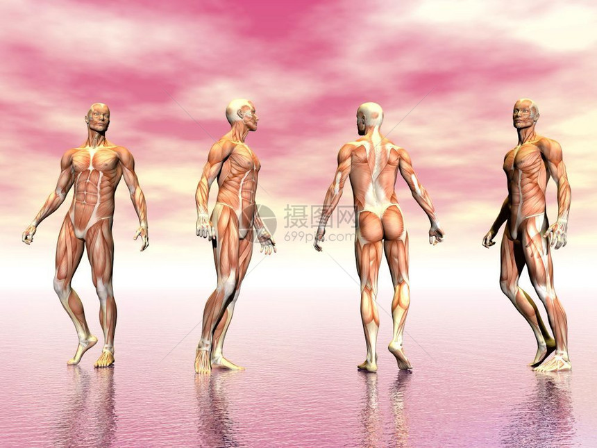 从粉红色背景的人类骨骼3D转化而来的4个角度科学组织运动图片