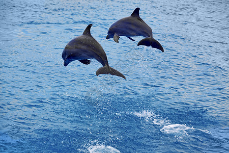 海中跳跃的两只海豚动物高清图片素材