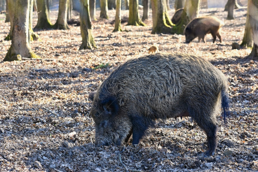 杂食动物野外的猪危险生物图片