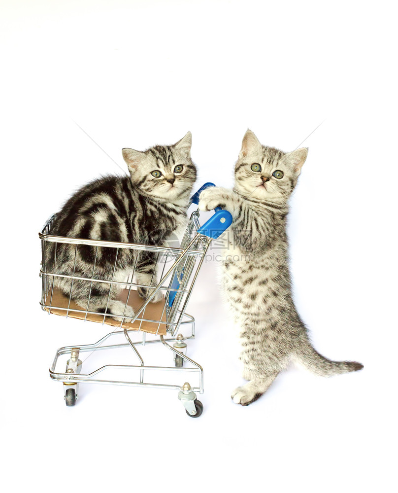 两只小猫推着购物车图片