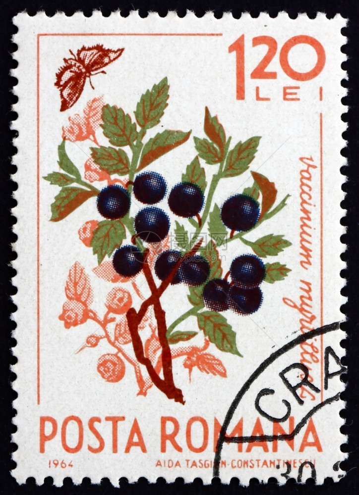 优质的邮资ROMANIACIRCA1964年罗马尼亚印刷的章显示野蓝莓Myrtillus疫苗欧洲蓝莓天然水果1964年circa图片