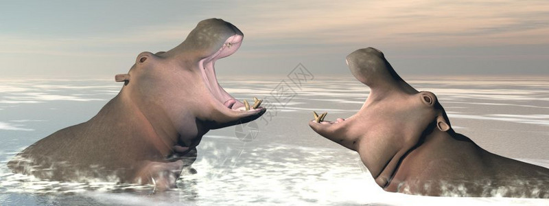 白色的齿两头河马在水中用嘴张开战斗由日落的河马打斗3D形象的统治高清图片素材